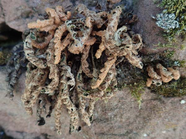 Asplenium ceterach \ Milzfarn, Schriftfarn / Rustyback, Scale Fern, D Klingenberg am Main 24.6.2017