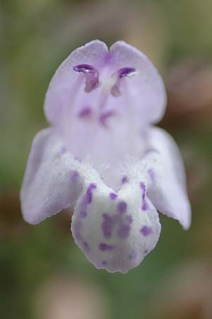 Clinopodium einseleanum \ sterreicher Bergminze / Einsele's Calamint, D Ludwigshafen 13.9.2017