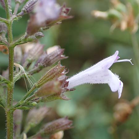 Clinopodium einseleanum / Einsele's Calamint, D Ludwigshafen 13.9.2017