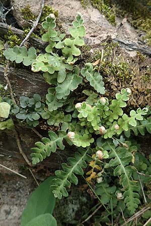 Asplenium ceterach \ Milzfarn, Schriftfarn, D Heimbach 24.5.2018