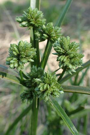 Cyperus eragrostis \ Frischgrnes Zypergras, Liebesgrasartiges Zypergras, D Bickenbach 21.8.2018