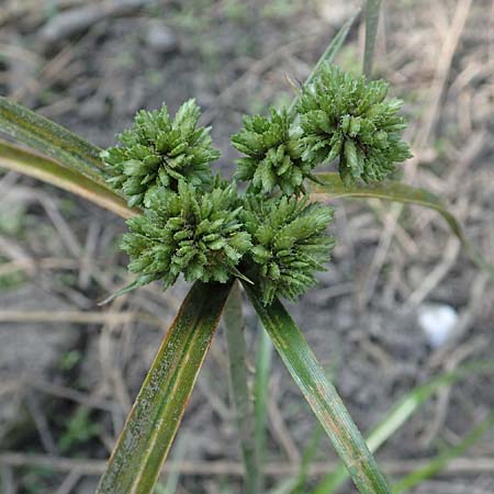 Cyperus eragrostis \ Frischgrnes Zypergras, Liebesgrasartiges Zypergras / Pale Galingale, D Bickenbach 21.8.2018