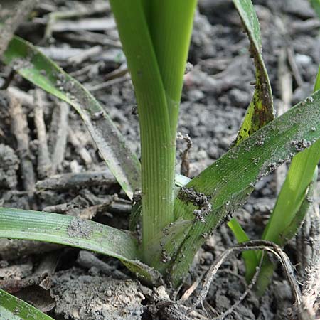 Cyperus eragrostis \ Frischgrnes Zypergras, Liebesgrasartiges Zypergras, D Bickenbach 21.8.2018