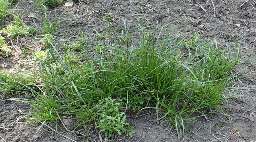 Cyperus eragrostis \ Frischgrnes Zypergras, Liebesgrasartiges Zypergras / Pale Galingale, D Bickenbach 21.8.2018