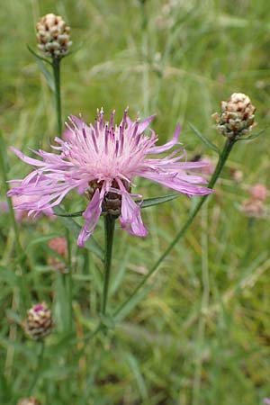 Centaurea pannonica / Eastern Narrow-Leaved Brown Knapweed, D Niedenstein-Kirchberg 29.7.2019