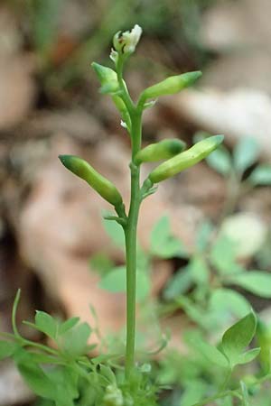 Ceratocapnos claviculata \ Rankender Lerchensporn / Climbing Corydalis, D Mannheim 13.5.2020