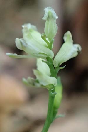 Ceratocapnos claviculata \ Rankender Lerchensporn / Climbing Corydalis, D Mannheim 13.5.2020