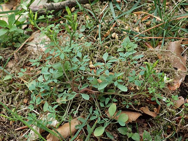 Ceratocapnos claviculata \ Rankender Lerchensporn / Climbing Corydalis, D Mannheim 13.5.2020