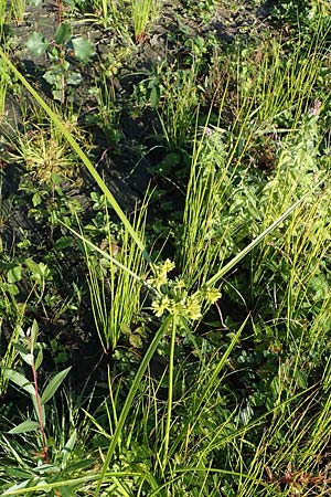 Cyperus eragrostis \ Frischgrnes Zypergras, Liebesgrasartiges Zypergras / Pale Galingale, D Bahlingen am Kaiserstuhl 24.9.2021