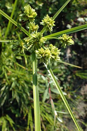 Cyperus eragrostis \ Frischgrnes Zypergras, Liebesgrasartiges Zypergras / Pale Galingale, D Bahlingen am Kaiserstuhl 24.9.2021