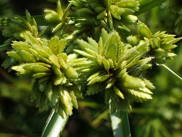 Cyperus eragrostis \ Frischgrnes Zypergras, Liebesgrasartiges Zypergras / Pale Galingale, D Bahlingen am Kaiserstuhl 24.9.2021