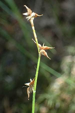 Carex echinata \ Igel-Segge, Stern-Segge / Star Sedge, D Odenwald, Erbach 17.7.2022