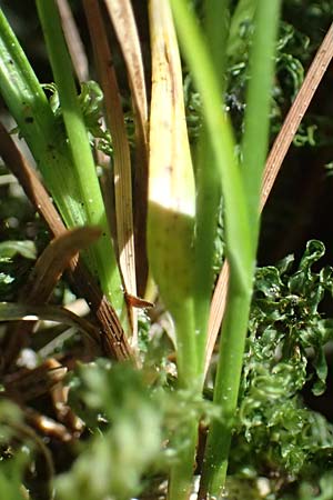 Carex echinata \ Igel-Segge, Stern-Segge / Star Sedge, D Odenwald, Erbach 17.7.2022