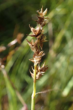 Carex echinata \ Igel-Segge, Stern-Segge / Star Sedge, D Hunsrück, Börfink 18.7.2022