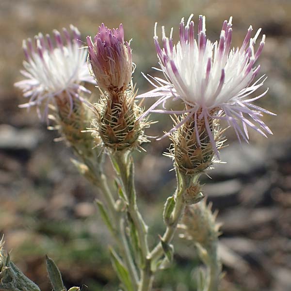 Centaurea australis x diffusa / Hybrid Knapweed, D Mannheim 4.8.2022