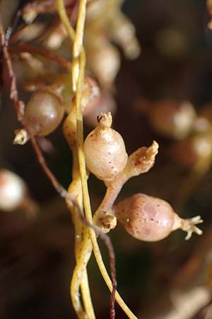 Cuscuta lupuliformis \ Weiden-Seide / Willow Dodder, D Mannheim 24.8.2022