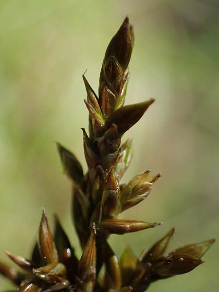 Carex elongata / Elongated Sedge, D Mühlheim am Main - Lämmerspiel 30.5.2023