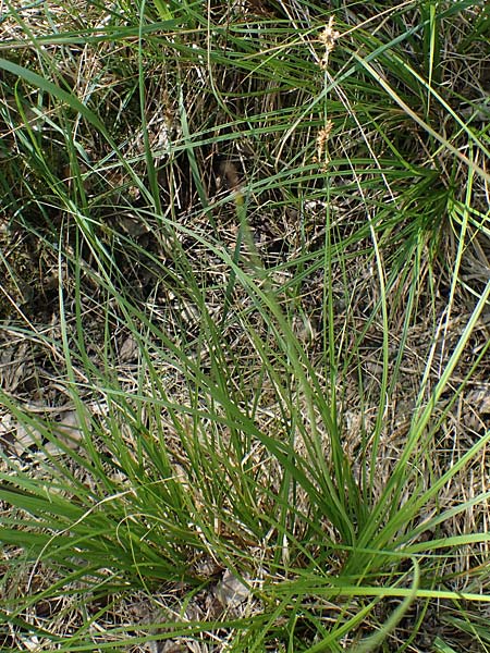 Carex elongata \ Walzen-Segge, Langhrige Segge / Elongated Sedge, D Mühlheim am Main - Lämmerspiel 30.5.2023