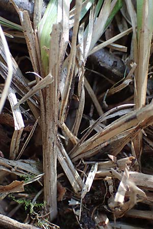 Carex elongata / Elongated Sedge, D Mühlheim am Main - Lämmerspiel 30.5.2023