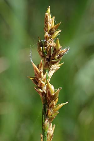Carex elongata \ Walzen-Segge, Langhrige Segge, D Mühlheim am Main - Lämmerspiel 30.5.2023