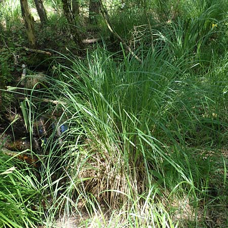 Carex elata \ Steife Segge, D Mühlheim am Main - Lämmerspiel 30.5.2023