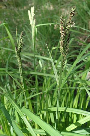 Carex elata \ Steife Segge / Tufted Sedge, D Mühlheim am Main - Lämmerspiel 30.5.2023