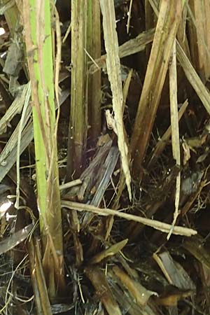 Carex elata \ Steife Segge / Tufted Sedge, D Mühlheim am Main - Lämmerspiel 30.5.2023