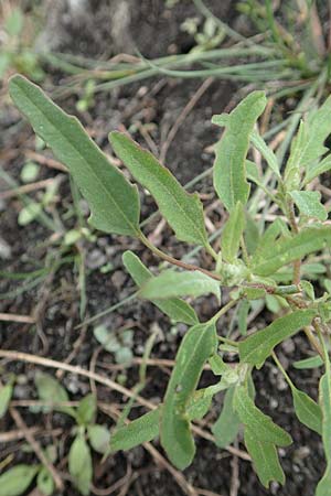 Chenopodium ficifolium \ Feigenblttriger Gnsefu / Fig-Leaved Goosefoot, D Bürstadt 30.9.2016