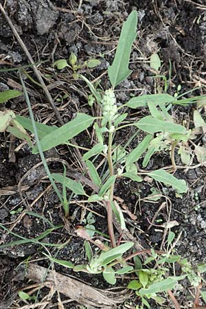 Chenopodium ficifolium \ Feigenblttriger Gnsefu / Fig-Leaved Goosefoot, D Bürstadt 30.9.2016