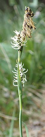 Carex flacca \ Blaugrne Segge / Blue Sedge, Carnation Grass, D Schwarzwald/Black-Forest, Feldberg 27.5.2017