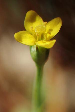 Cicendia filiformis / Slender Cicendia, Yellow Centaury, D Drover Heide 9.7.2018