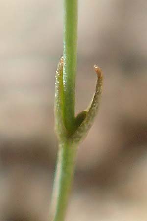 Cicendia filiformis \ Heide-Zindelkraut / Slender Cicendia, Yellow Centaury, D Drover Heide 9.7.2018