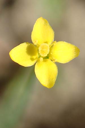 Cicendia filiformis \ Heide-Zindelkraut / Slender Cicendia, Yellow Centaury, D Drover Heide 9.7.2018