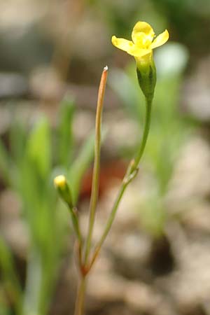 Cicendia filiformis \ Heide-Zindelkraut / Slender Cicendia, Yellow Centaury, D Drover Heide 9.7.2018