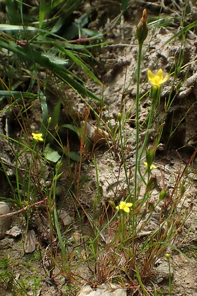 Cicendia filiformis / Slender Cicendia, Yellow Centaury, D Drover Heide 9.7.2018