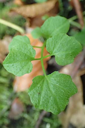 Cardamine flexuosa \ Wald-Schaumkraut / Wavy Bitter-Cress, D Bochum 7.10.2018