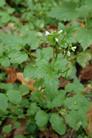 Cardamine flexuosa \ Wald-Schaumkraut / Wavy Bitter-Cress, D Bochum 7.10.2018