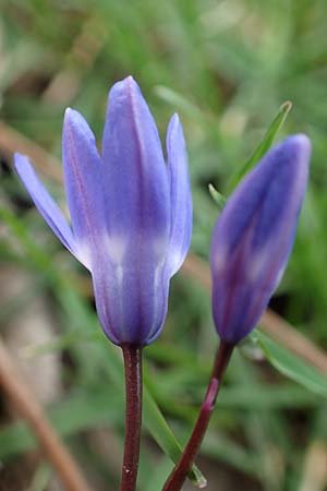 Scilla sardensis \ Sardes-Schneeglanz, Dunkle Sternhyazinthe / Sardes Glory of the Snow, D Jülich 10.3.2019