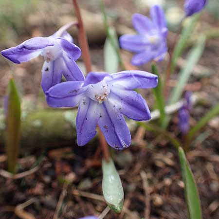 Scilla sardensis \ Sardes-Schneeglanz, Dunkle Sternhyazinthe, D Hagen 11.3.2019