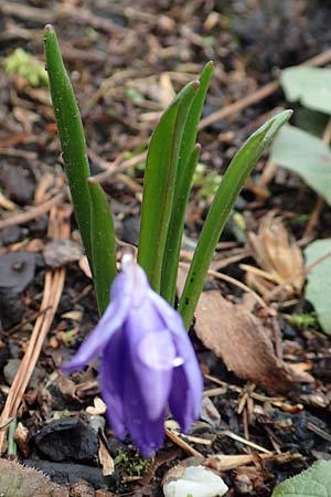 Scilla sardensis / Sardes Glory of the Snow, D Hagen 11.3.2019