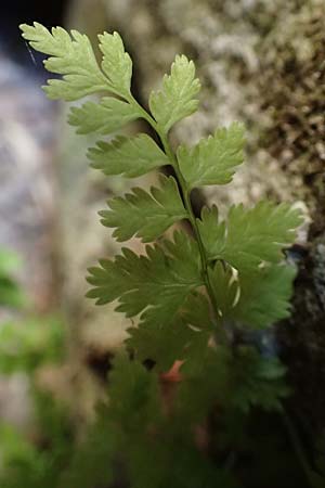 Cystopteris fragilis \ Zerbrechlicher Blasenfarn / Brittle Bladder Fern, D Schwarzwald/Black-Forest, Hornisgrinde 4.9.2019