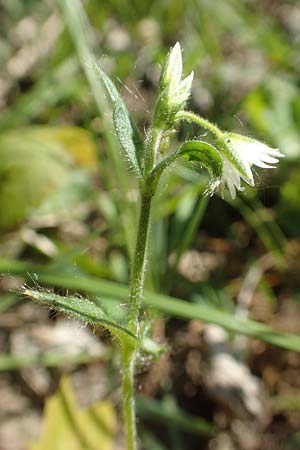 Cerastium holosteoides \ Gewhnliches Hornkraut / Common Mouse-Ear, D Ketsch 21.5.2020