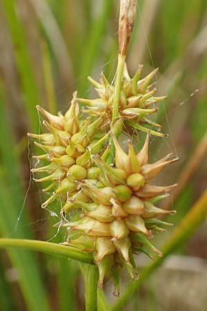 Carex demissa \ Grn-Segge / Common Yellow Sedge, D Hunsrück, Börfink 18.7.2020
