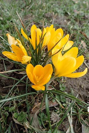 Crocus flavus \ Gold-Krokus, D Ludwigshafen 18.3.2021