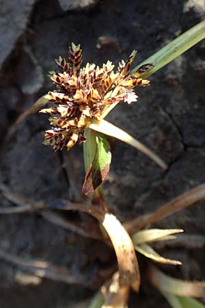 Cyperus fuscus \ Braunes Zypergras, D Bahlingen am Kaiserstuhl 24.9.2021