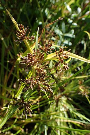 Cyperus fuscus \ Braunes Zypergras, D Bahlingen am Kaiserstuhl 24.9.2021