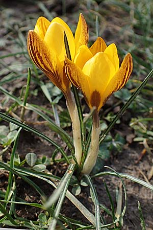 Crocus flavus \ Gold-Krokus, D Ludwigshafen 14.2.2022