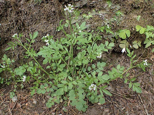 Cardamine flexuosa \ Wald-Schaumkraut, D Trippstadt 23.4.2022