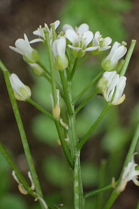 Cardamine flexuosa \ Wald-Schaumkraut / Wavy Bitter-Cress, D Trippstadt 23.4.2022