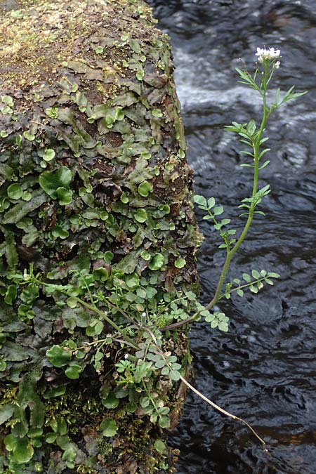 Cardamine flexuosa / Wavy Bitter-Cress, D Trippstadt 23.4.2022